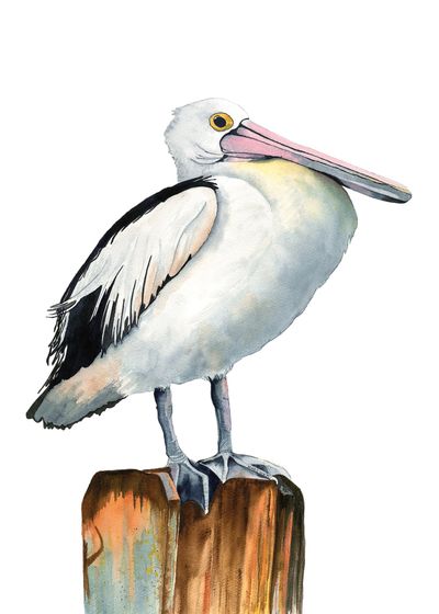 'On the Lookout Mr Pelican' - Fine Art Prints by Marg Watt | Featured on The East Coast Arts Trail®