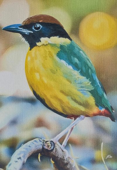 'Noisy Pitta' - Painting - Animals & Wildlife by ColoursOfAHiddenDisability | Featured on The East Coast Arts Trail®