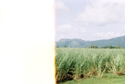 'CANE FIELDS' - Photography by THE PHOTO CORNER  | Featured on The East Coast Arts Trail™