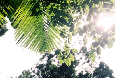 Original art by THE PHOTO CORNER  from Gordonvale, Cairns, QLD | The East Coast Arts Trail™