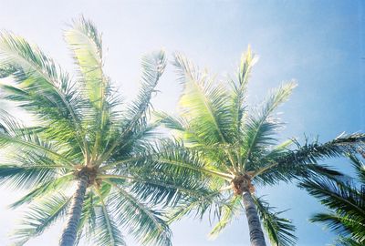 Photography artwork 'PALM TREES' by THE PHOTO CORNER  | The East Coast Arts Trail™