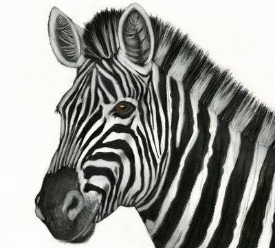 'Zebra alert' - Drawing by m.o.i.r.a.r.t. | Featured on The East Coast Arts Trail®