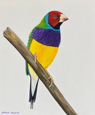 Painting artwork 'Gouldian Finch ' by Natalie Douglas | The East Coast Arts Trail™