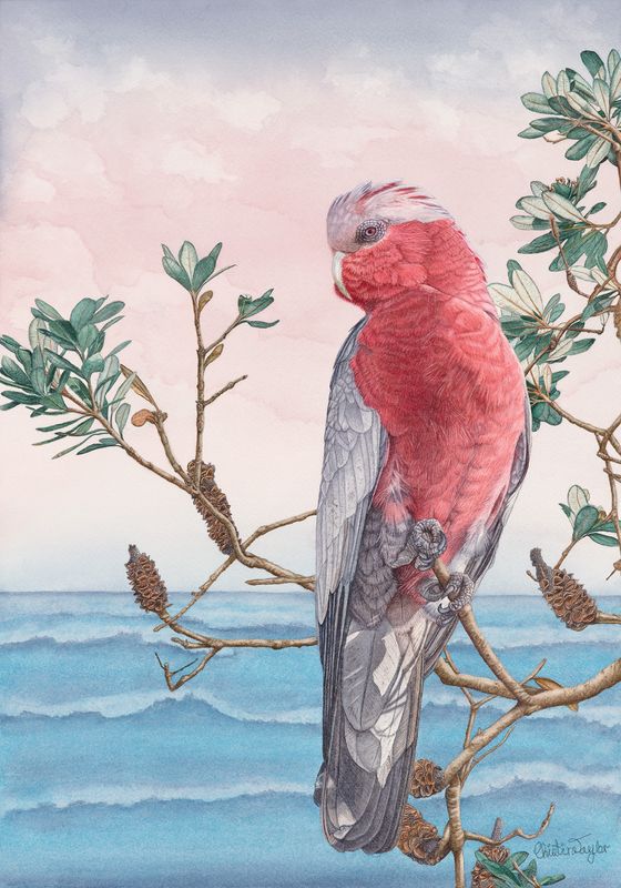'Birds Of Byron Series #3 "Heavenly Jewel"' - Painting - Realism by Christine Taylor Art | Featured on The East Coast Arts Tr