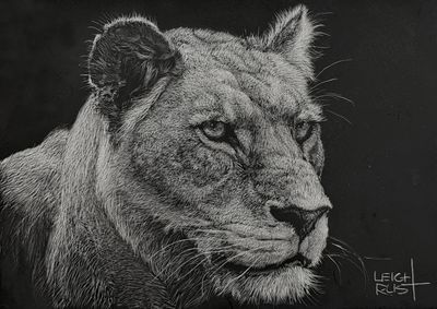 scratchboard by Leigh Rust, VIC - South-Eastern Metropolitan Region | Displayed on The East Coast Arts Trail®