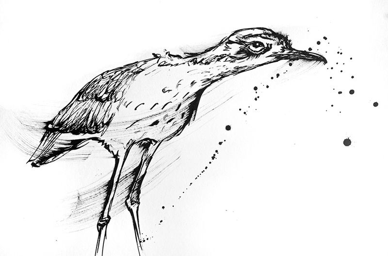 Drawing artwork 'Natures Garden Ornament, the cute Curlew bird' by TawnyTrails | The East Coast Arts Trail™