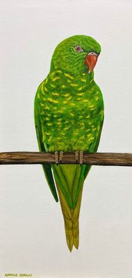 'Scaly Breasted Lorikeet ' - Painting by Natalie Douglas | Featured on The East Coast Arts Trail™