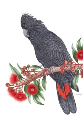 Watercolour by Christine Taylor Art, NSW - Byron Bay/Hinterland | Displayed on The East Coast Arts Trail®