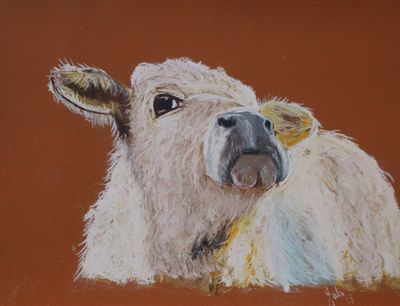 'Little Calf in Pastel' - Drawing by Jules | Featured on The East Coast Arts Trail®