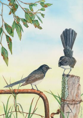 'Birds of Byron #4 - The Tails of Two Willies' - Painting - Animals & Wildlife by Christine Taylor Art | Featured on The East