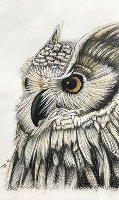 'Owl sketch ' - Drawing by m.o.i.r.a.r.t. | Featured on The East Coast Arts Trail®
