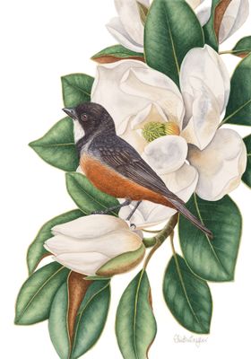 Original Watercolour by Christine Taylor Art from NSW - Byron Bay/Hinterland | The East Coast Arts Trail®